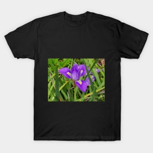Algerian Iris T-Shirt